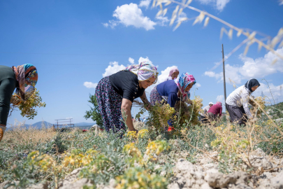 Nohut Hasadı Üreticinin Yüzünü Güldürdü