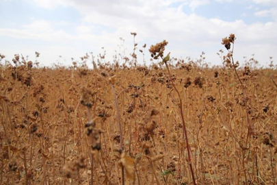 Karabuğday Tanıtım Toplantısı Düzenlendi