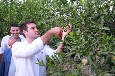 Bodrum’da Yeşil Mandalin Hasadı