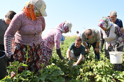 Büyükşehir, Gömeç Bamyasının Katma Değerini Artırıyor