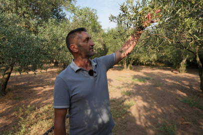 Balıkesir’de, 80 Bin Zeytin Ağacı Suyla Buluştu