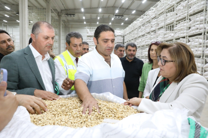 Gaziantep Büyükşehir  Boz Kavlak Fıstığın Alımına Başladı