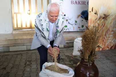 Büyükşehir ‘Siyez Buğdayı’ Desteğiyle Çiftçinin Yanında