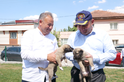 Eskişehir'de Sokak Hayvanı Sorunu Kalmayacak