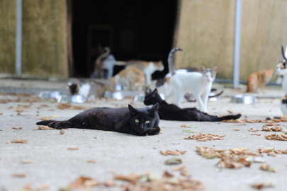 Kedi Kasabası Türkiye'ye Örnek