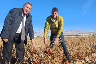 Domatesi Toplamamak Daha Karlı Oldu