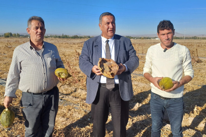 CHP'li Gürer, Kavun Tarlasından Çiftçilerin Sesini Duyurdu