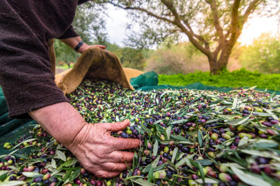 Zeytinin Bereketi “OLIVEtoLIVE” İle Kadraja Girecek