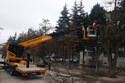 Odunpazarı'nda Ağaç Bakımları Sürüyor